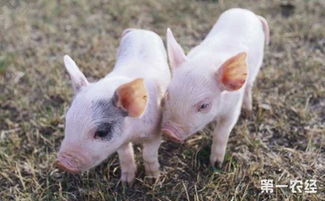 猪流感的症状有哪些 猪流感的症状和治疗