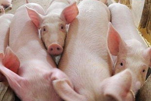 2050年生猪需求萎缩,养猪业面临巨大生存危机