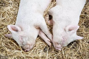 国家禁止农村散户养猪 还拆猪圈,最新养猪政策告诉你,有误解