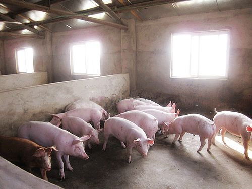 汈汊湖养殖展示 养猪厂 湖北收购各种饲料