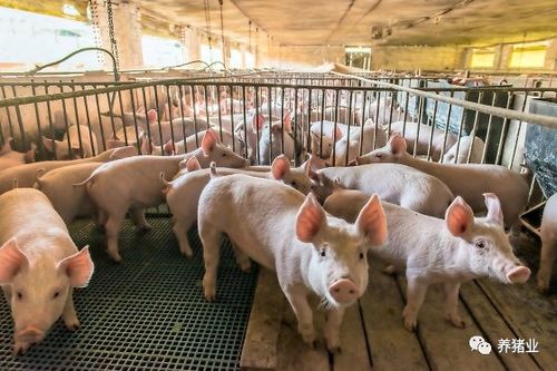 饲料中的硫,成为养猪人要关心的新问题