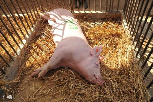 养猪 为什么要从国外引进种猪 祖代 商品代 是何意思