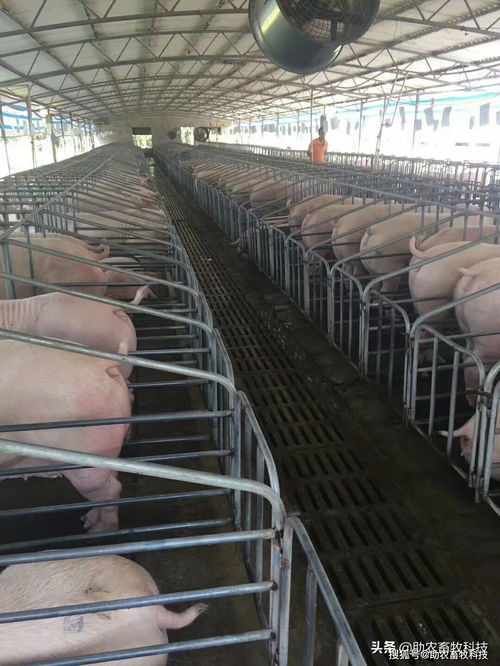 养猪使用发酵中药 多功能生物发酵活菌肽 效果好