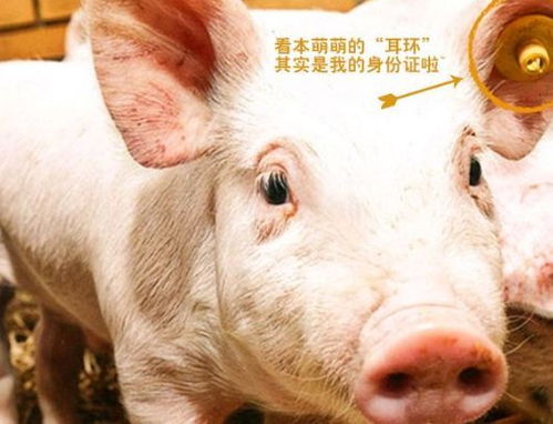 人生不如丹麦猪 全球最大猪企杀入中国, 二师兄 的奇葩待遇,让中国猪农坐不住了