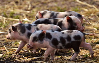 科普丨为什么非洲猪瘟能传到中国