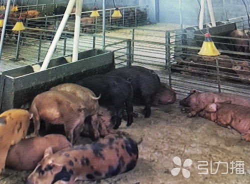 年出栏生猪7.5万头,苏州首家 多层现代化养猪场昆山启用