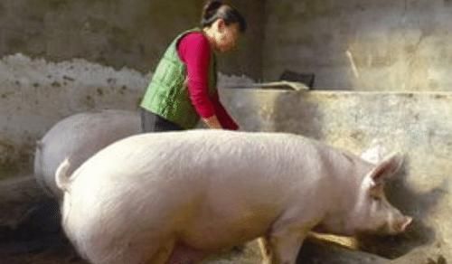 以前农村每家都会养猪留着过年,现在怎么不养了 专家 时代变了